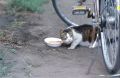 BicCat.jpg