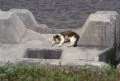 Block18Cat-3.jpg