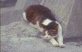 Block18Cat.jpg