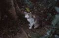 OdawaraCastleCat.jpg
