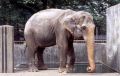 OdawaraElephant.jpg
