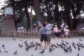 PigeonBoys.jpg