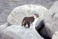 RockCat.jpg