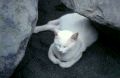 SandCat14.jpg