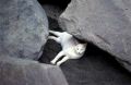 SandCat7.jpg