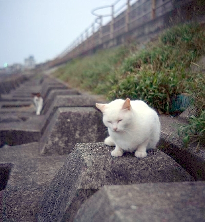 左目