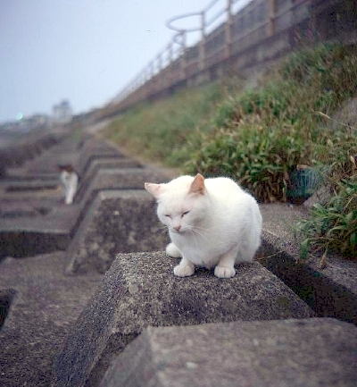 右目