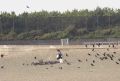 Birds.jpg