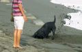 DigDog7-7.jpg