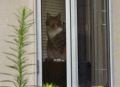 HouseCat.jpg