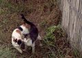 Kittens.jpg
