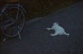 LayCat.jpg