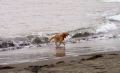 LightDog.jpg