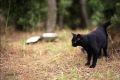 Panther.jpg