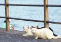 PhotogenicCats.jpg