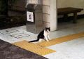 StationCat1.jpg