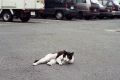 StationCat2.jpg