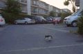 ThinCat.jpg