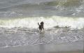 WaveDog.jpg