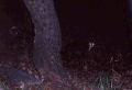 WoodCat.jpg