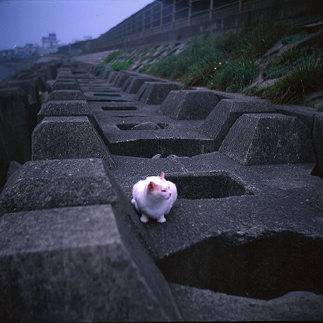 minyonL.jpg