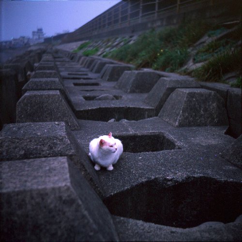 minyonR.jpg