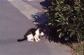 北茅ヶ崎猫2号