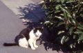 北茅ヶ崎猫2号