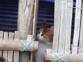 三毛のオリバー