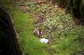 rabbit.jpg
