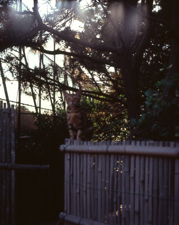 tigerR.jpg